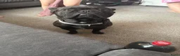 French Bulldog dogs for sale: Male French Bulldog in Cleethorpes - Advert 1