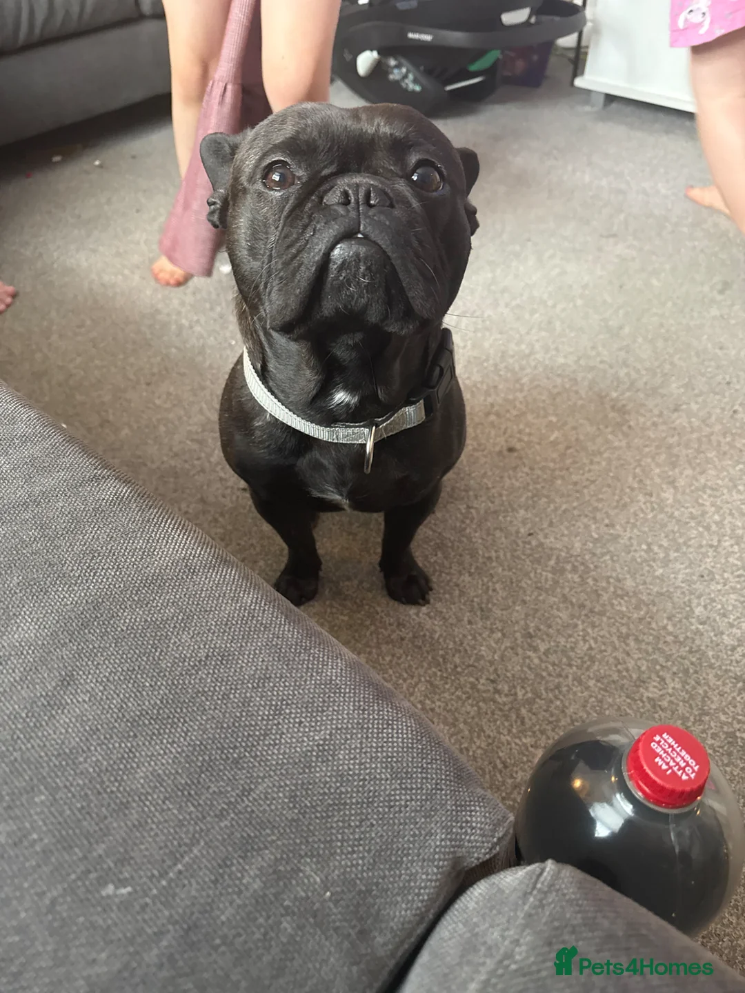 French Bulldog dogs for sale: Male French Bulldog in Cleethorpes - Advert 1