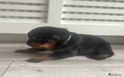 Rottweiler dogs for sale: Rottweiler puppies for sale - Image 15