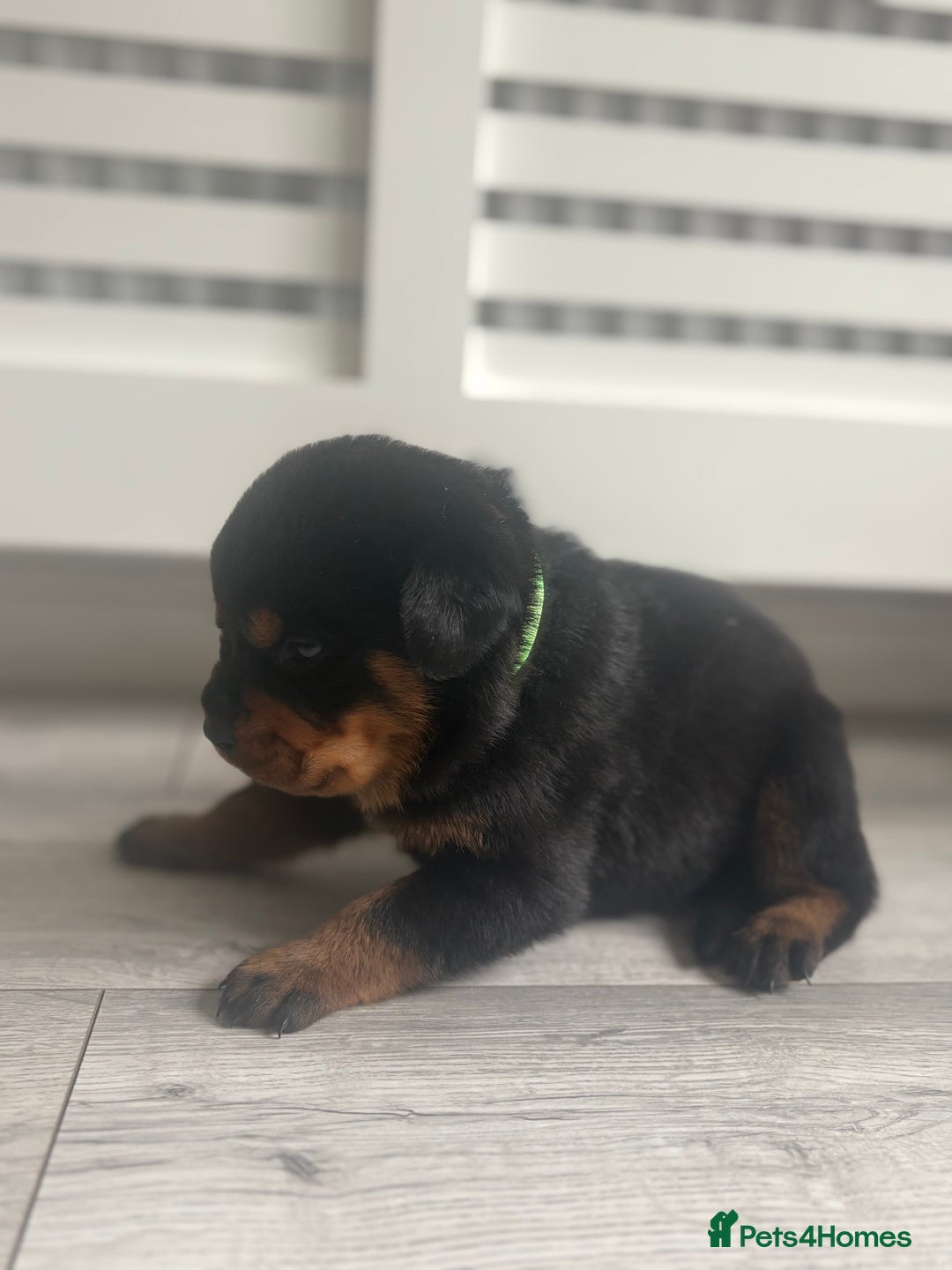 Rottweiler dogs for sale: Rottweiler puppies for sale - Image 15
