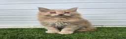 Maine Coon cats for sale: Outstanding gccf pet registered babies  - Advert 20