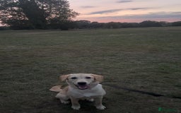 Labrador Retriever dogs for sale: 🐾 Rocky – 7 Month Old Labrador Puppy 🐾 - Image 3