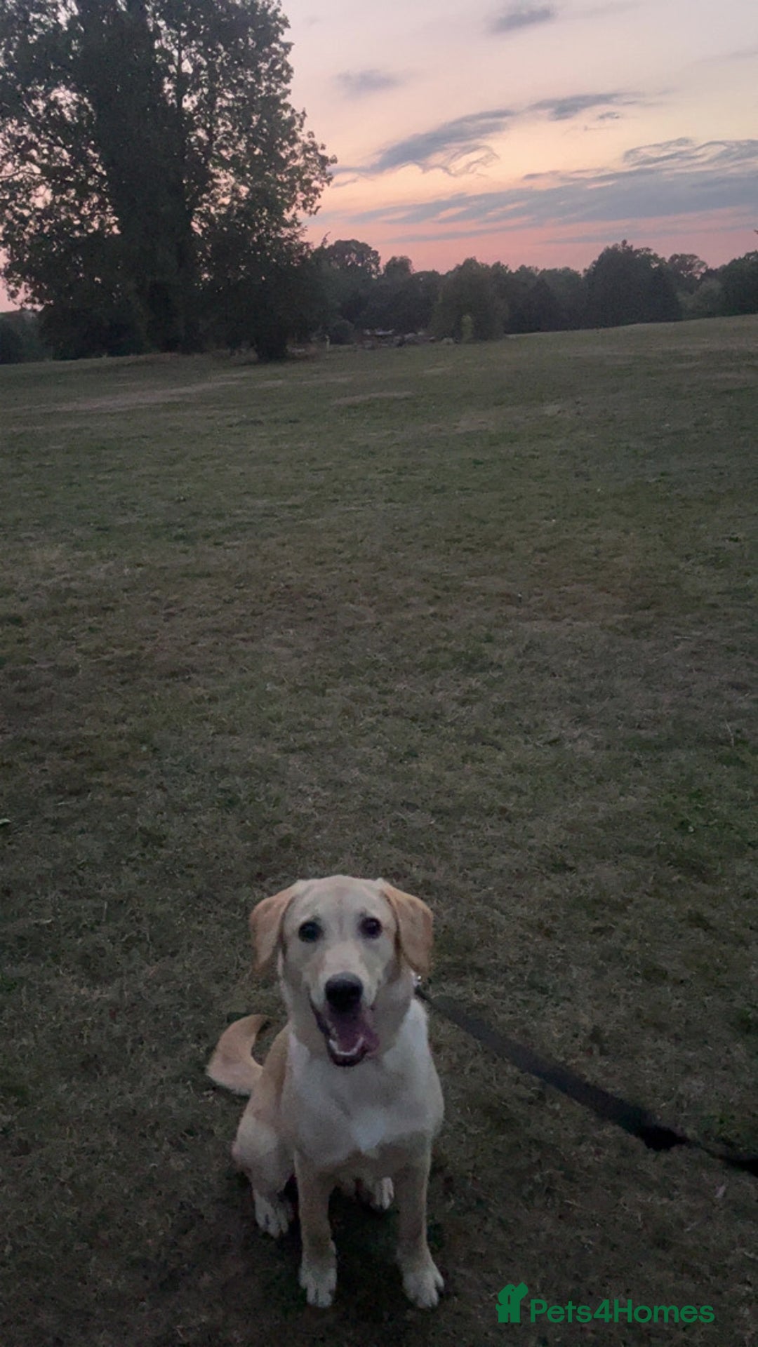 Labrador Retriever dogs for sale: 🐾 Rocky – 7 Month Old Labrador Puppy 🐾 - Image 3