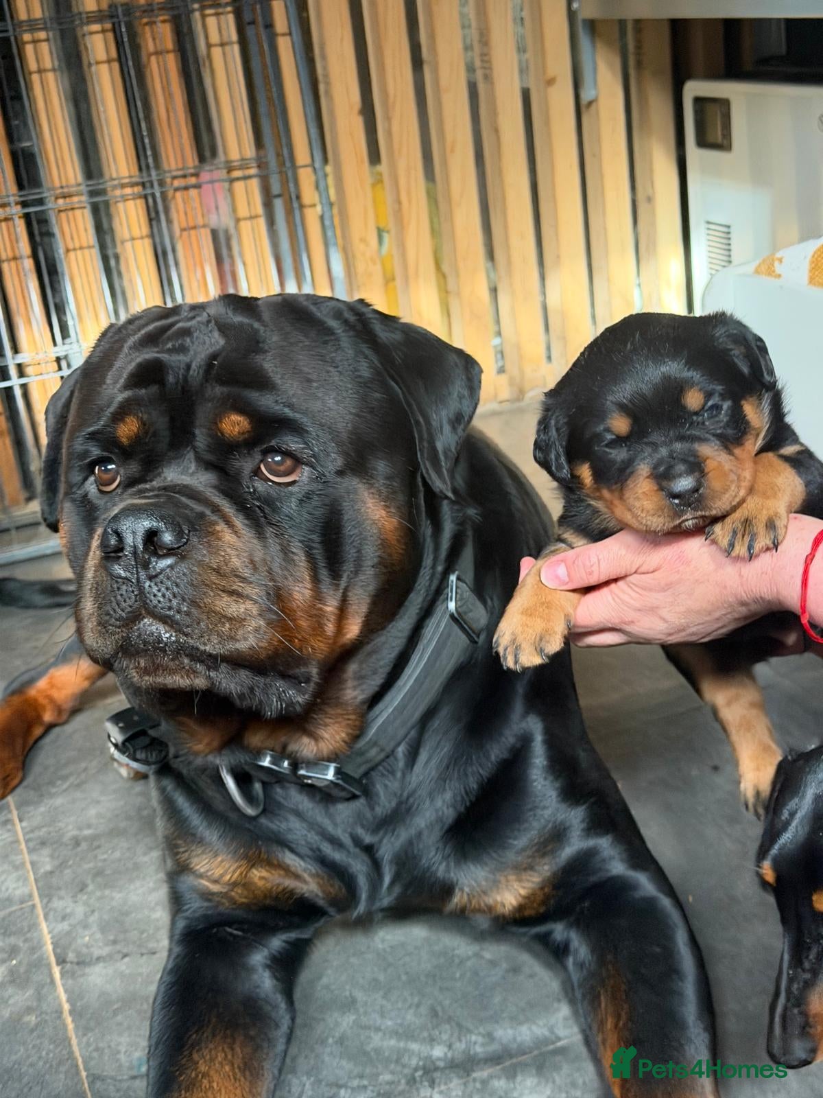 Rottweiler dogs 11 Gorgeous Purebred Rotties for Sale! - Advert 1