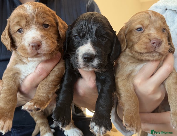 Cocker Spaniel dogs - Advert 3