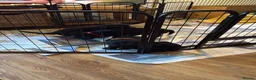 Labrador Retriever dogs for sale: Two Black KC Reg Labrador bitches from litter  in Yelverton - Advert 30