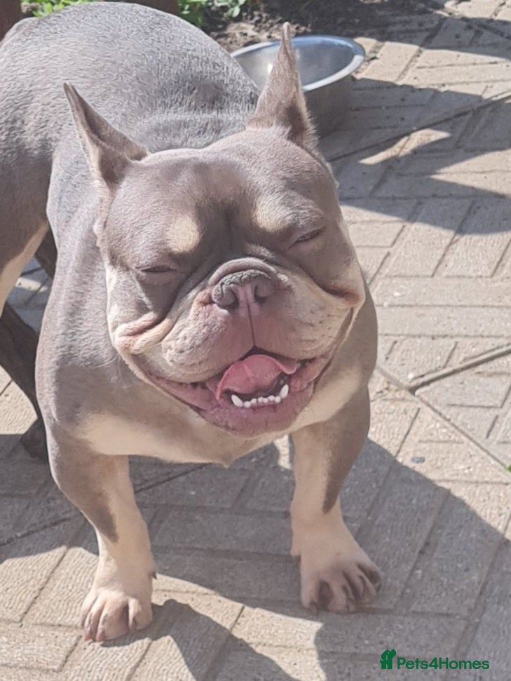 French Bulldog dogs KC TOP DRAW STUD Ramsgate  - Advert 23