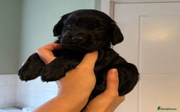 Sprocker dogs for sale: Last gorgeous Sprocker boy remaining  - Image 5