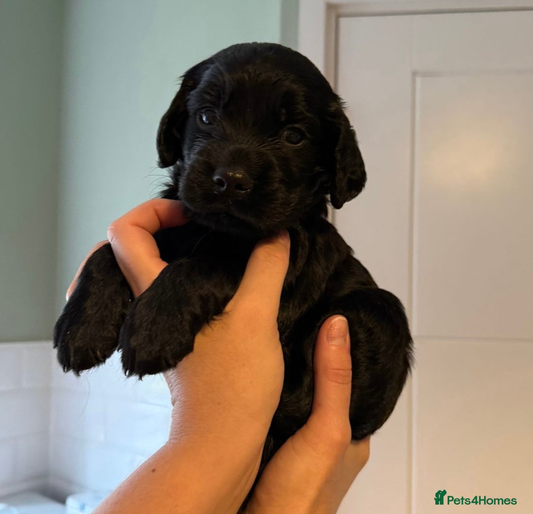 Sprocker dogs for sale: Last gorgeous Sprocker boy remaining  - Image 5