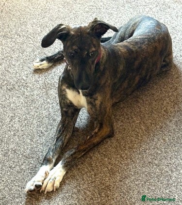 Lurcher dogs NELL, young brindle lurcher in rescue - Advert 3