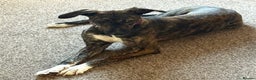 Lurcher dogs for adoption: NELL, young brindle lurcher in rescue - Advert 1