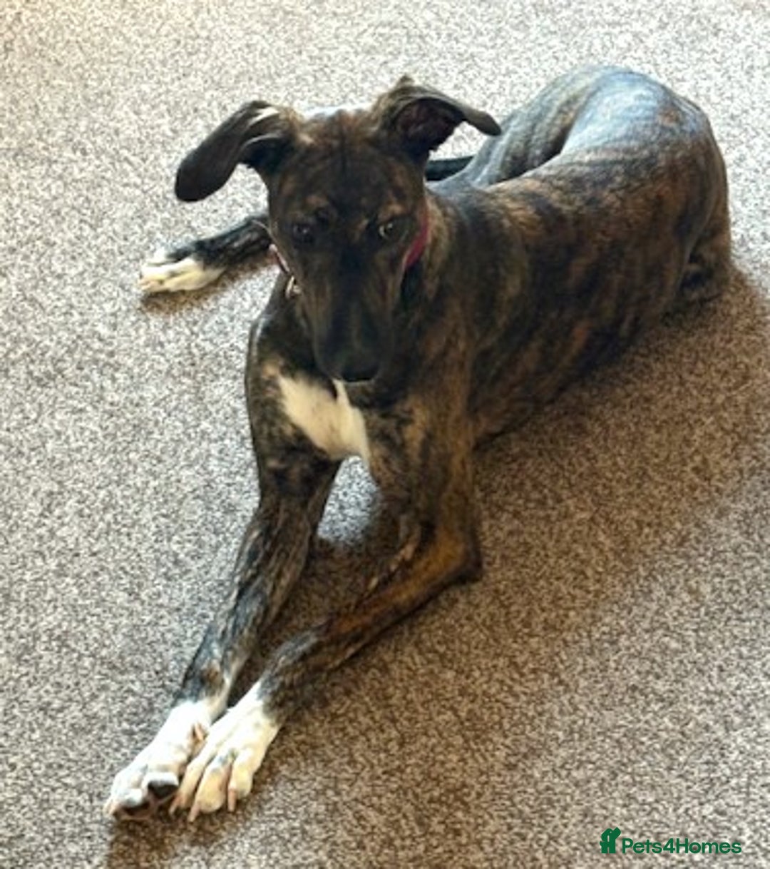 Lurcher dogs for adoption: NELL, young brindle lurcher in rescue - Advert 1