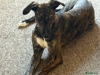 Lurcher dogs NELL, young brindle lurcher in rescue - Advert 1