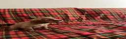 Cavalier King Charles Spaniel dogs for sale: Beautiful Cavalier King Charles Spaniel Puppies in Newark - Advert 5