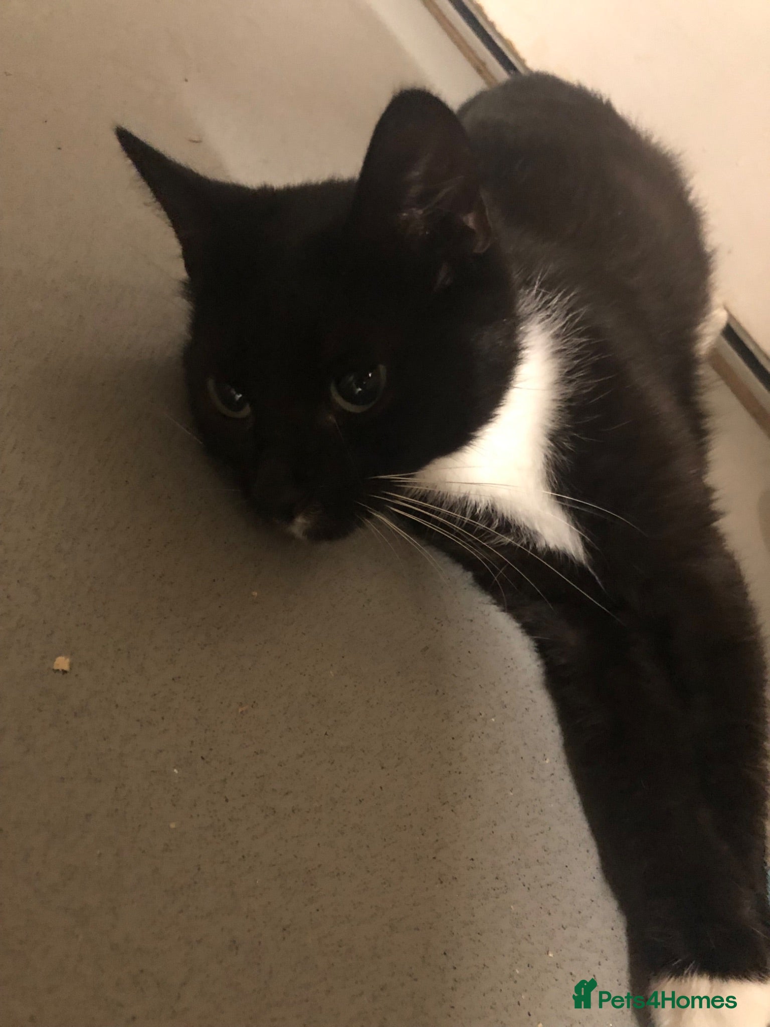 Mixed Breed cats Kittens needing homes - Advert 2