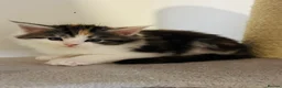 Maine Coon cats for sale: Maine coon kittens  - Advert 24