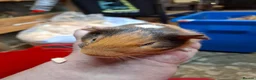 Guinea Pig rodents for sale: Baby guinea pigs for sale  - Advert 8