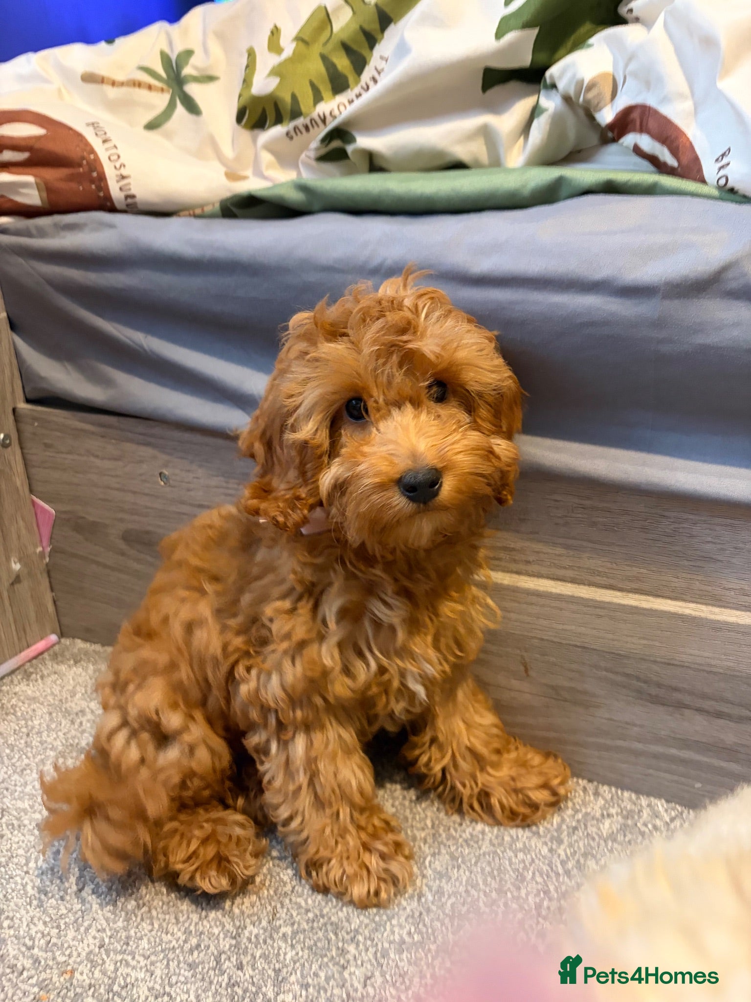 Cockapoo dogs Female Toy Cockapoo for - Advert 2