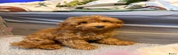 Cockapoo dogs for sale: Female Toy Cockapoo for - Advert 1