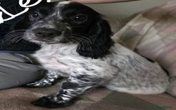 Cocker Spaniel dogs for sale: 4x Cocker Spaniel pups blue roan READY TO GO - Image 10
