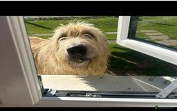 Mixed Breed dogs for sale: WOLFADOODLE F1B REVERSE. IRISH WOLFHOUND X  - Advert 12