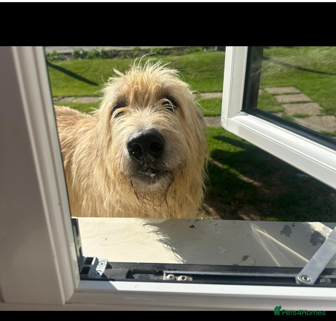 Mixed Breed dogs for sale: WOLFADOODLE F1B REVERSE. IRISH WOLFHOUND X  - Advert 12