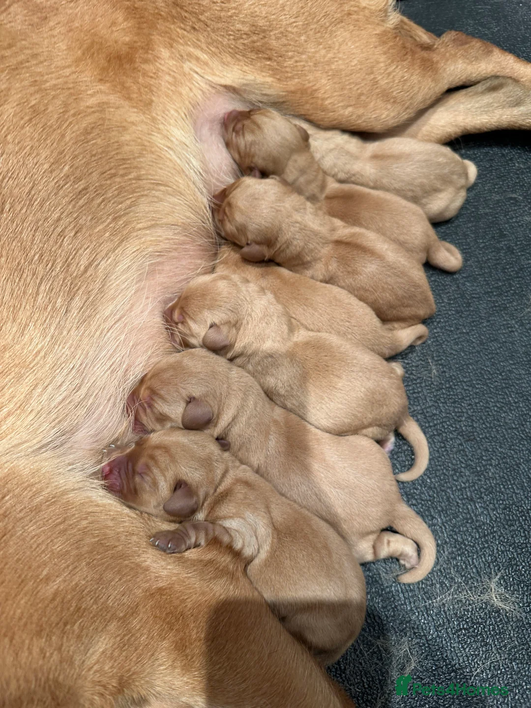 Labrador Retriever dogs for sale: KC Registered Fox Red Labrador Puppies – 7 boys - Advert 1