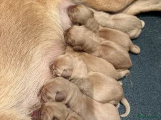 Labrador Retriever dogs KC Registered Fox Red Labrador Puppies – 7 boys - Advert 1