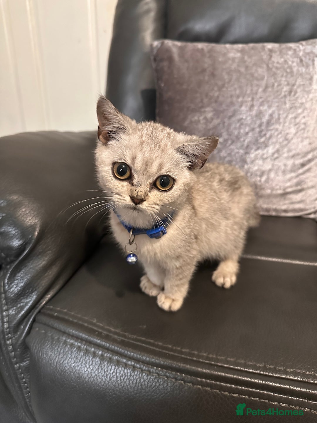 British Shorthair cats for sale: British Shorthair kittens Tica  - Image 5