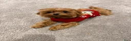 Maltipoo dogs for sale: Tiny Maltipoo female  in Chorley - Advert 7