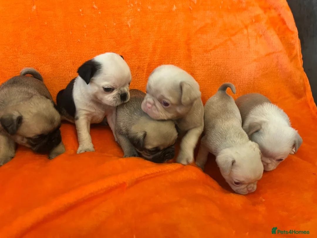 Pug dogs for sale: Unique pug puppies in Swanley - Advert 1
