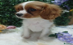 Cavalier King Charles Spaniel dogs for sale: READY kc, health tested girl - Image 4