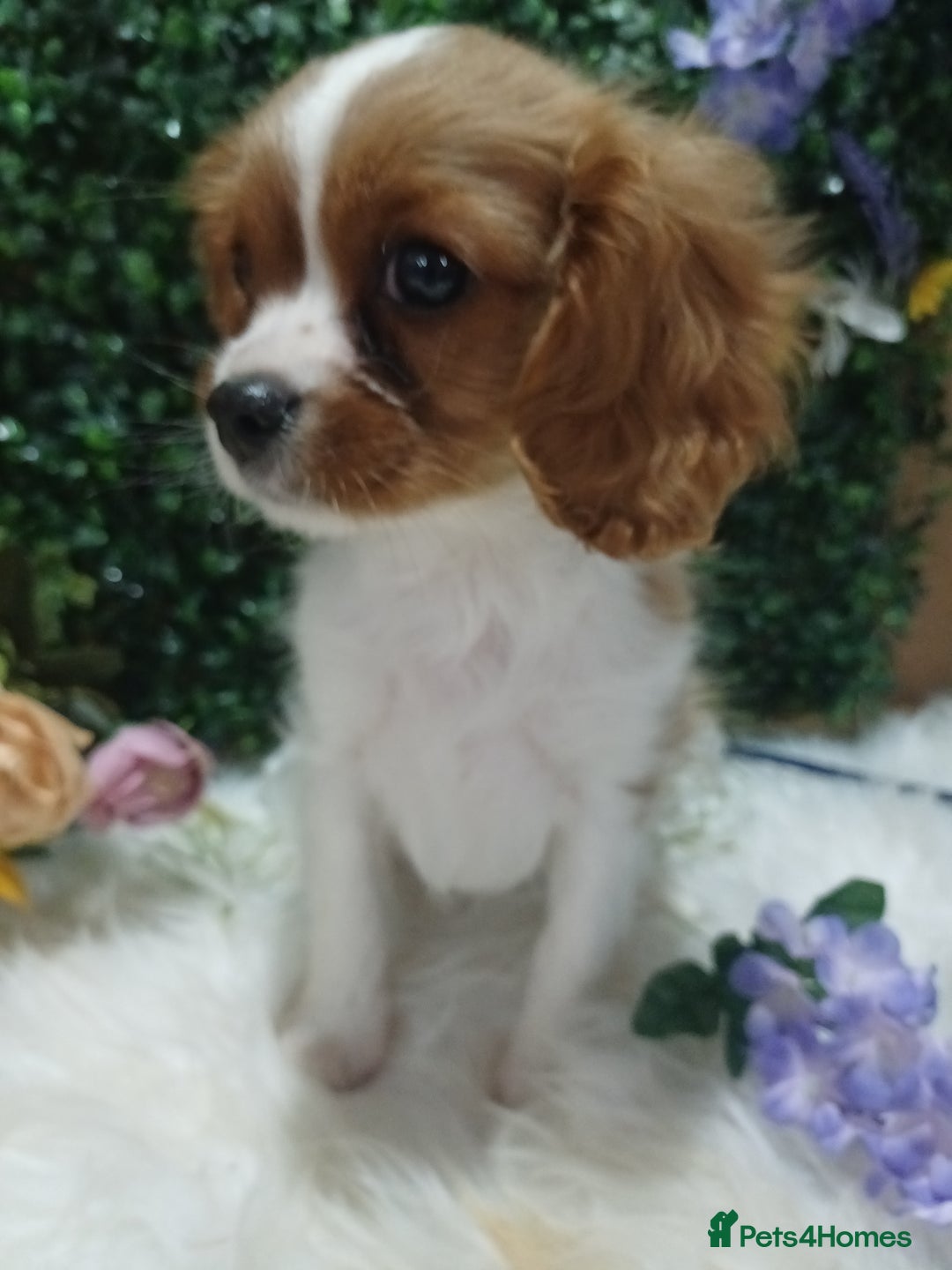 Cavalier King Charles Spaniel dogs for sale: READY kc, health tested girl - Image 4