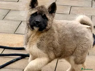 Akita dogs Akita Pups. - Advert 6