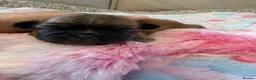 Shih Tzu dogs for sale: Shih Tzu Puppies  - Advert 5