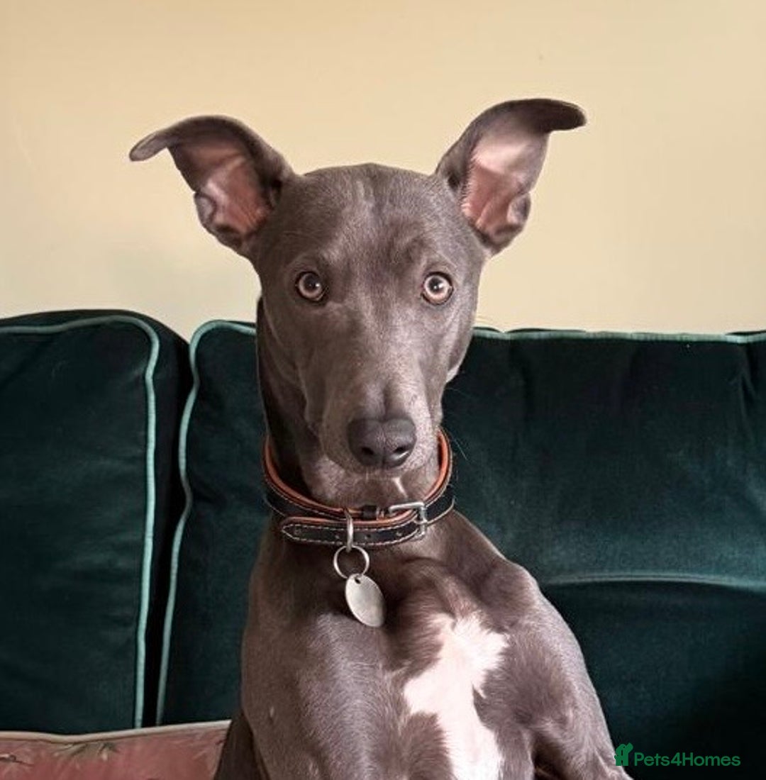 Mixed Breed dogs for sale: Beautiful Whippet Cross in need of new home- Free - Advert 1