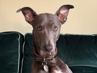Mixed Breed dogs Beautiful Whippet Cross in need of new home- Free - Advert 14