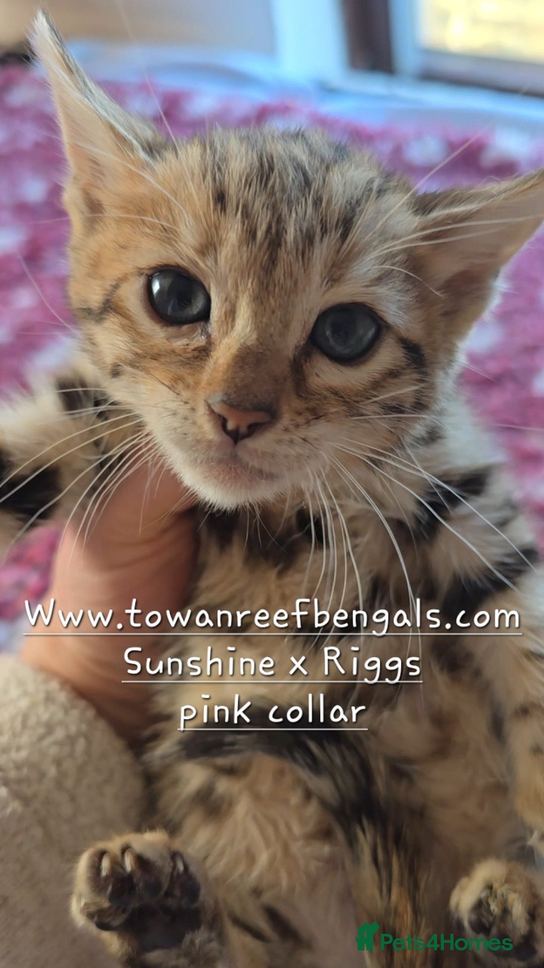 Bengal cats for sale: Tica registered bengal kittens - Advert 4