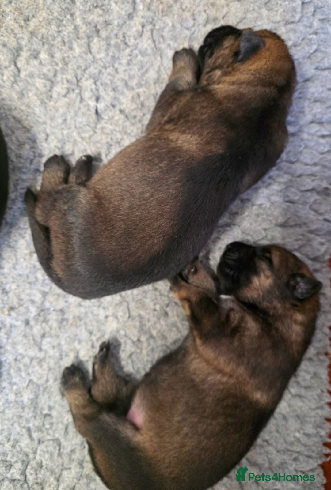 German Shepherd dogs for sale: Superb Working Line German Shepherds  - Advert 2