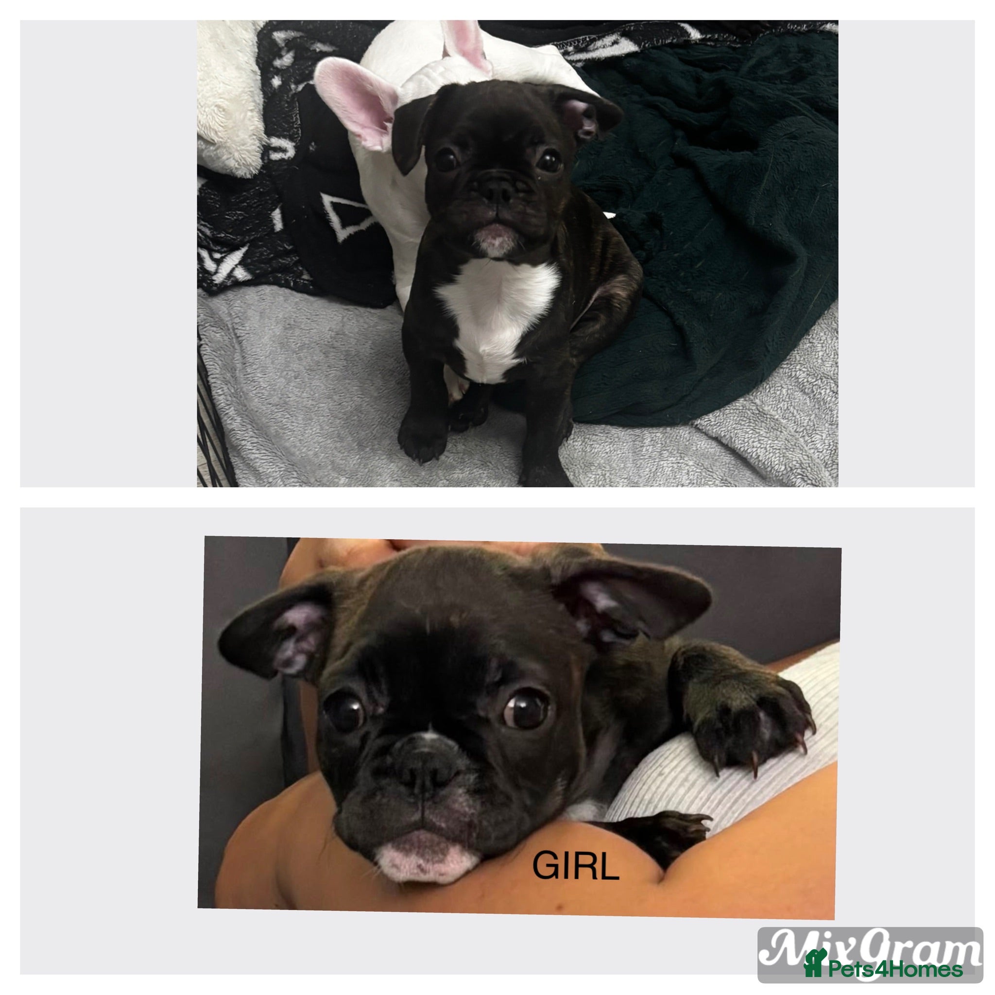 French Bulldog dogs  French bulldog puppies 1 male 1 female left - Advert 15