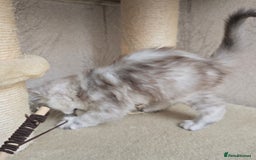 Maine Coon cats for sale: RARE Maine Coon Kittens Black Shaded  - Image 23