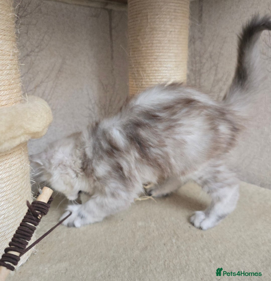 Maine Coon cats for sale: RARE Maine Coon Kittens Black Shaded  - Image 23