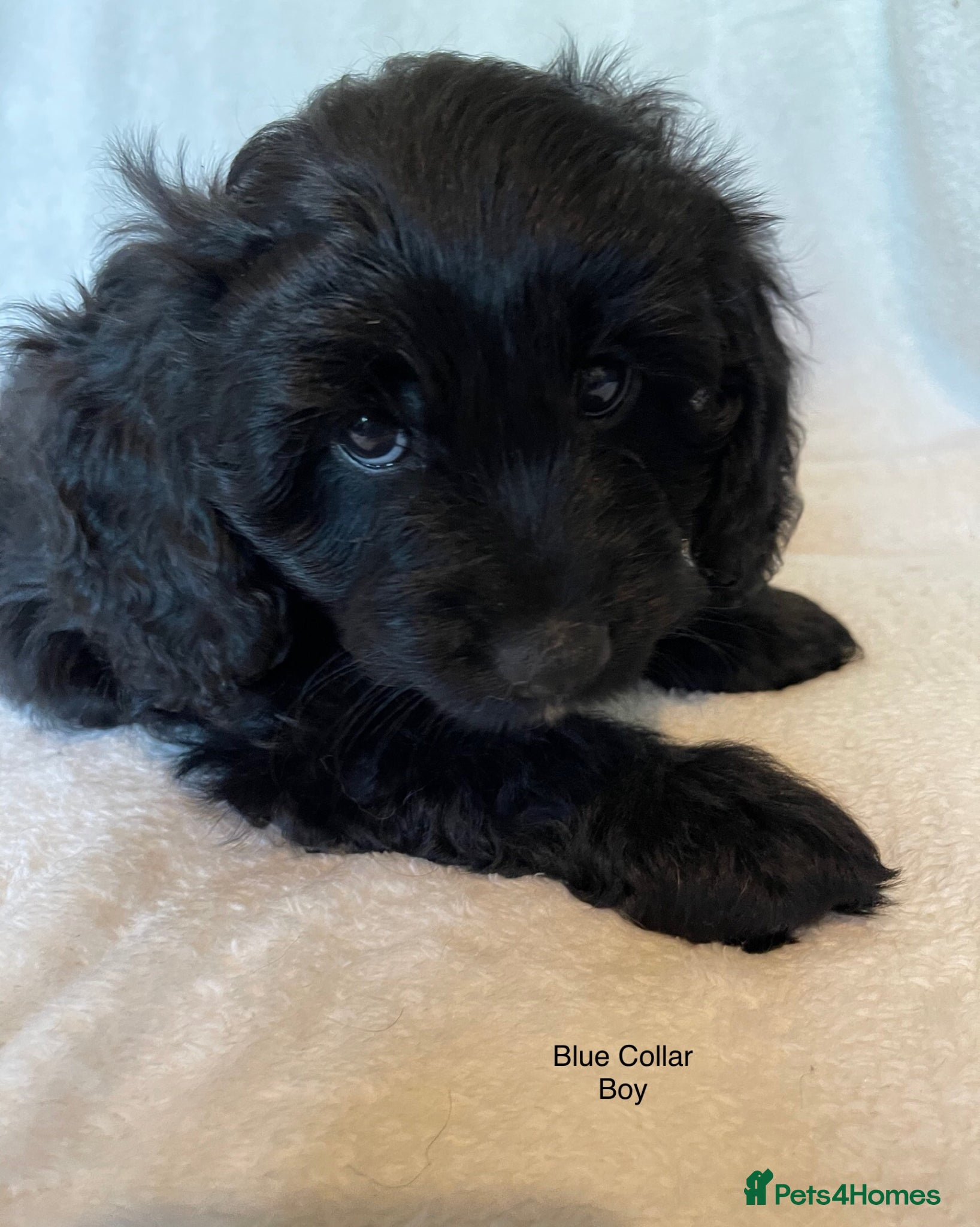 Mixed Breed dogs Gorgeous Litter of Puppies  - Advert 6