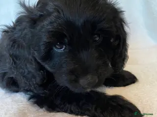 Mixed Breed dogs Gorgeous Litter of Puppies - Advert 14