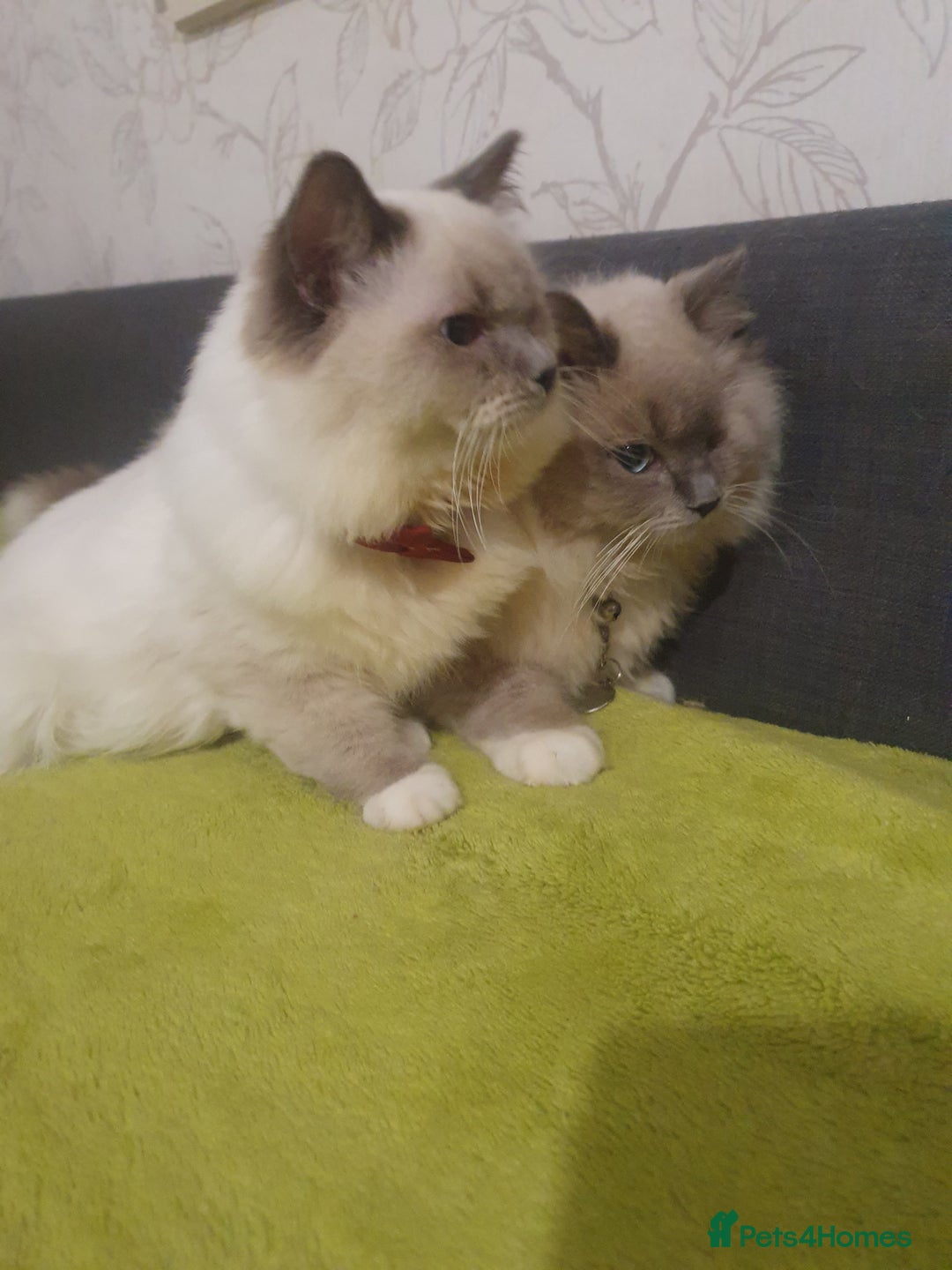 Ragdoll cats for sale: 6.5Months RagdollBoys - Advert 13