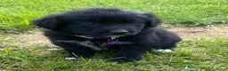 Mixed Breed dogs for sale: Lovely litter of fluffy Sprockers - Advert 8