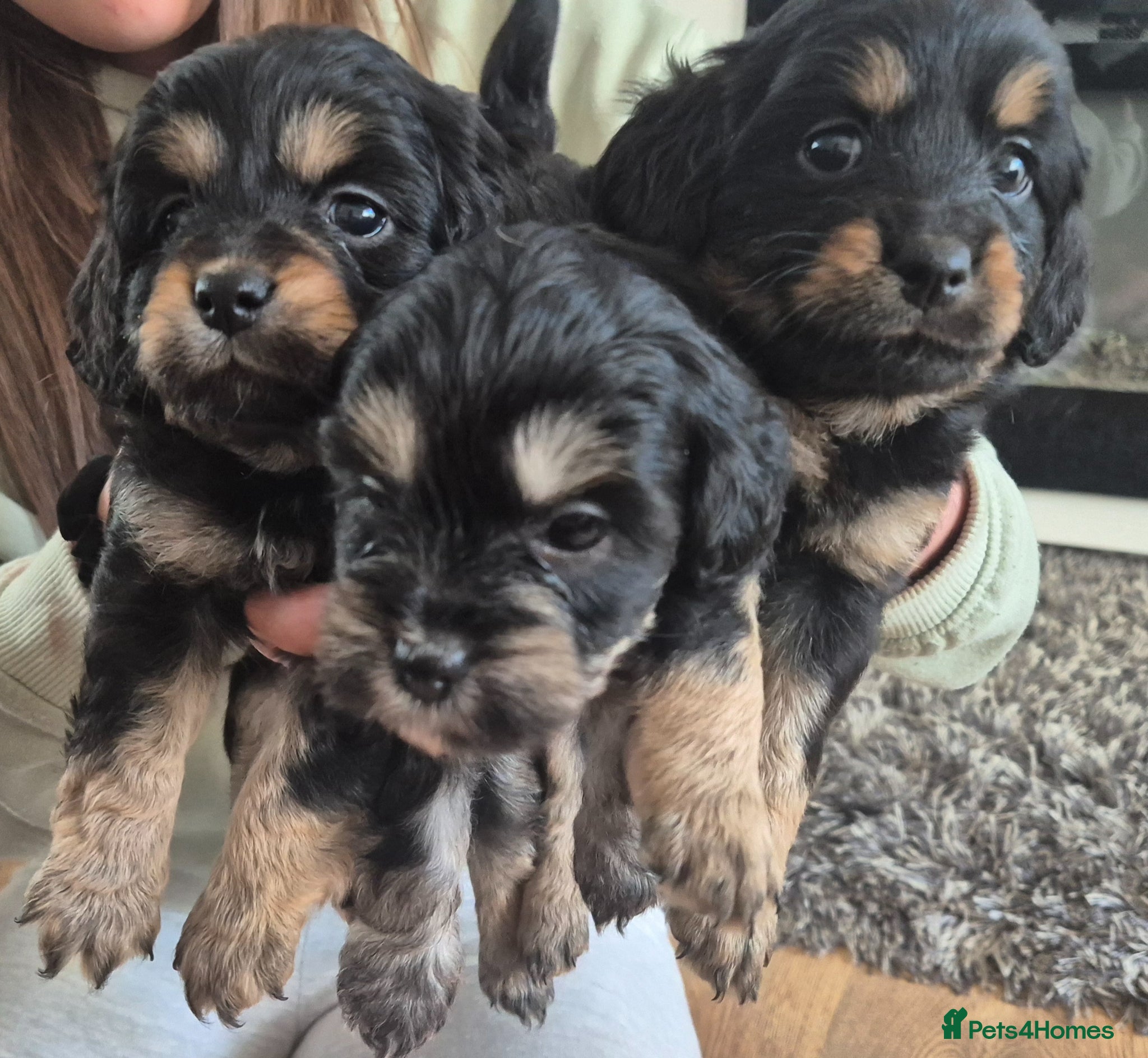 Mixed Breed dogs Extremely cute cockapomapoo puppys - Advert 13