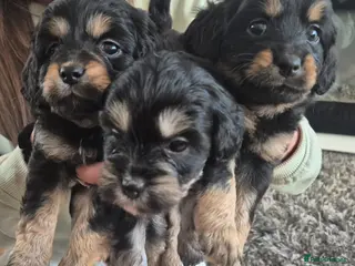 Mixed Breed dogs Extremely cute cockapomapoo puppys - Advert 13