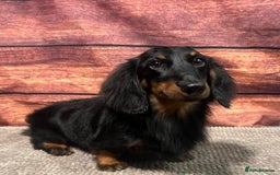 Miniature Dachshund dogs for stud: For Stud Long Haired minature Black and Tan male  in Pontefract - Advert 13
