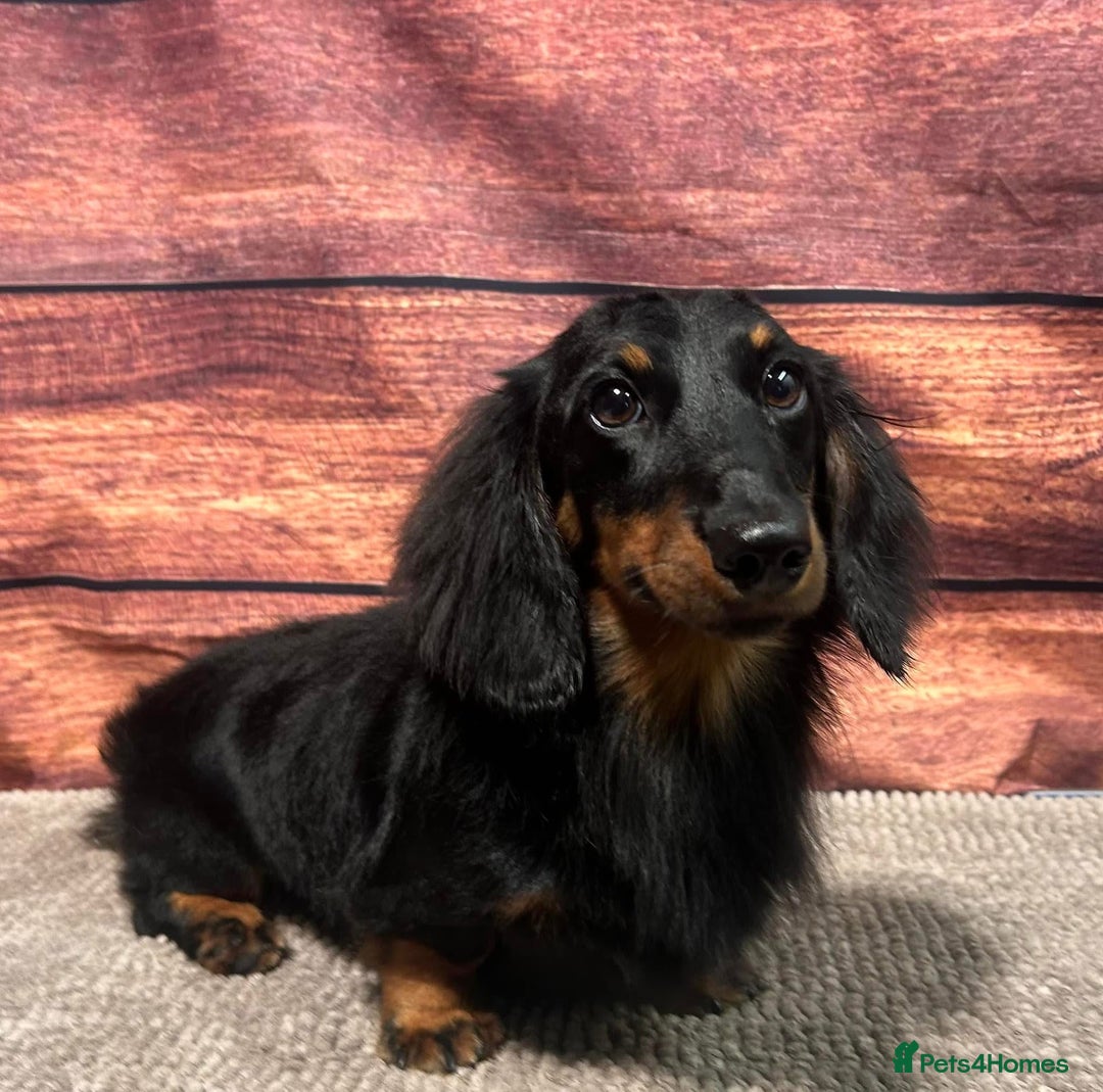 Miniature Dachshund dogs for stud: For Stud Long Haired minature Black and Tan male  in Pontefract - Advert 13